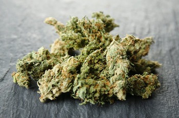 Orange Leaf Obama Runtz 14G
