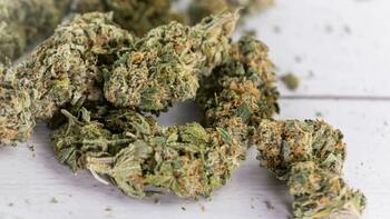 Orange Leaf Cherry OG 14G